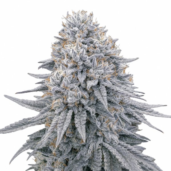 Lavender x Power Plant