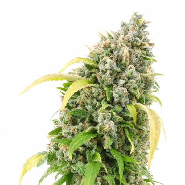 Diamond Kush
