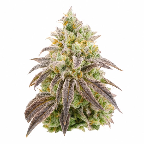 Godfather OG