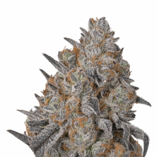 Frosty Queen