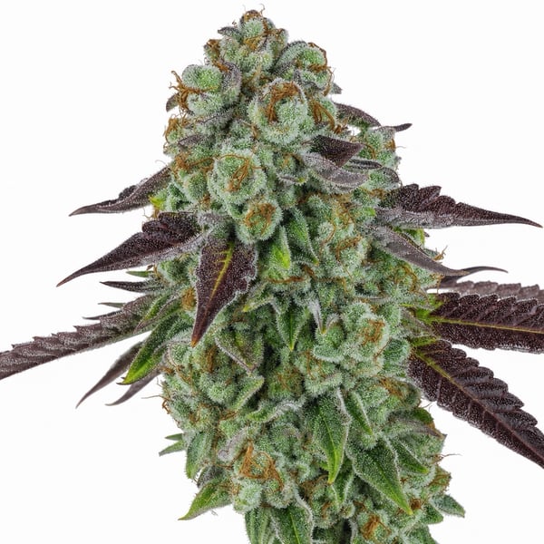 Biscotti Mintz Cannabis Strain