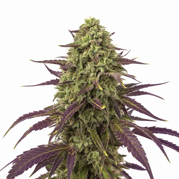 Cereal Milk Cannabis Strain