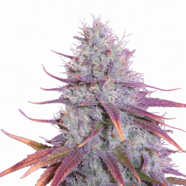Blue Dream Cannabis Strain