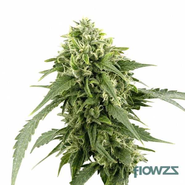 Critical Kush