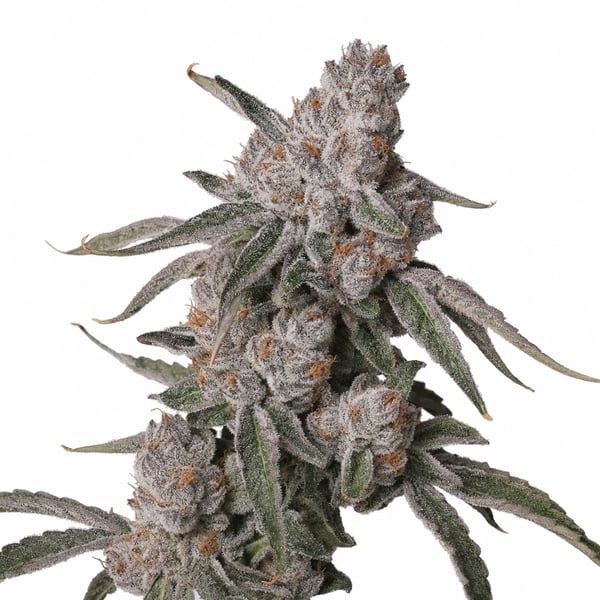 Platinum OG