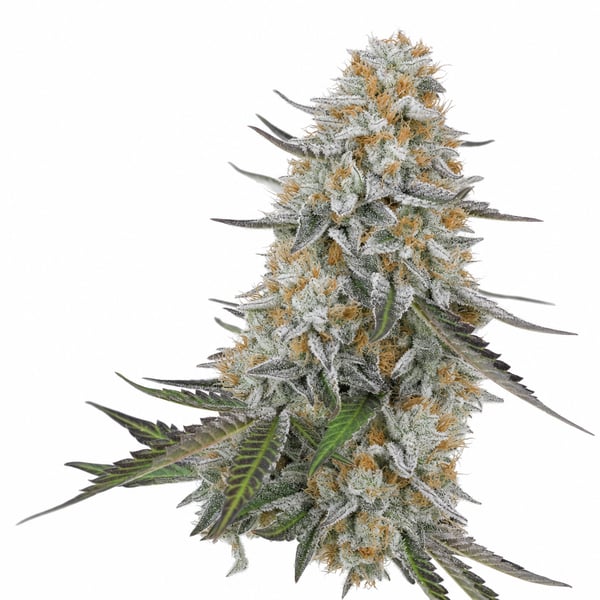 Chemdawg