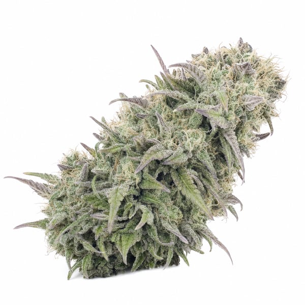 Black Truffel