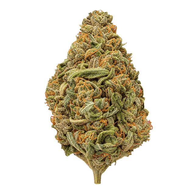 420 Evolution 22/1 CA MGD Magic Gum Drop Online Kaufen