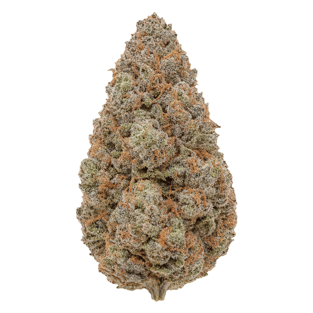 AMICI 26/1 BH Blueberry Headband Online Kaufen