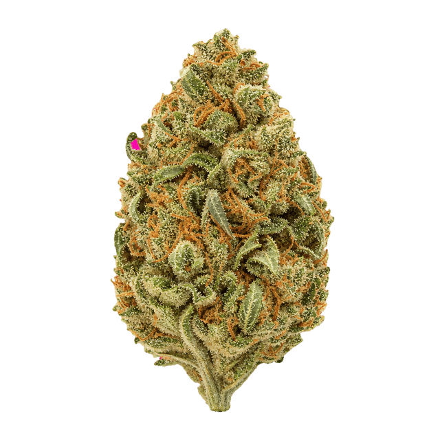Balancial 24/1 PT S1 JH Jack Herer Online Kaufen