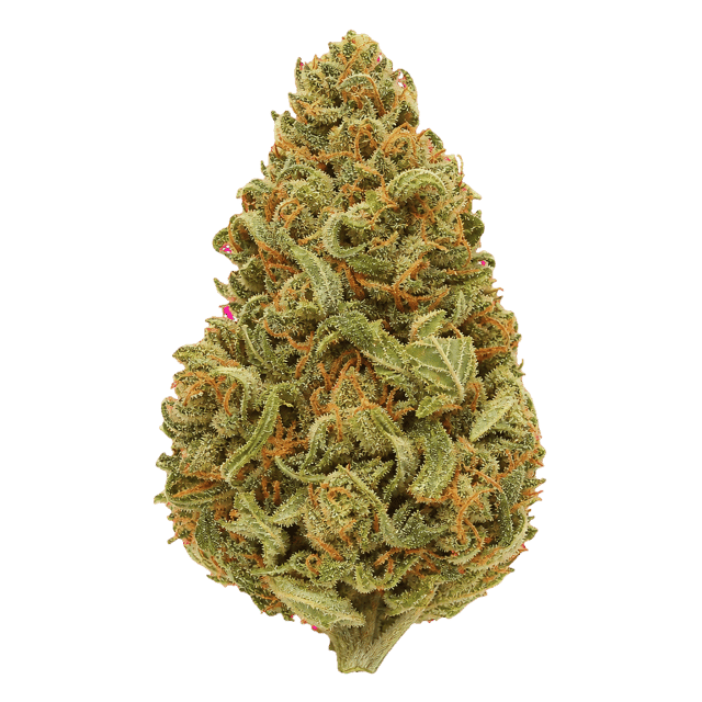 Bathera 25/1 SSH Super Silver Haze Online Kaufen