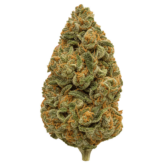 Briah GP 29 Grape Pie Online Kaufen