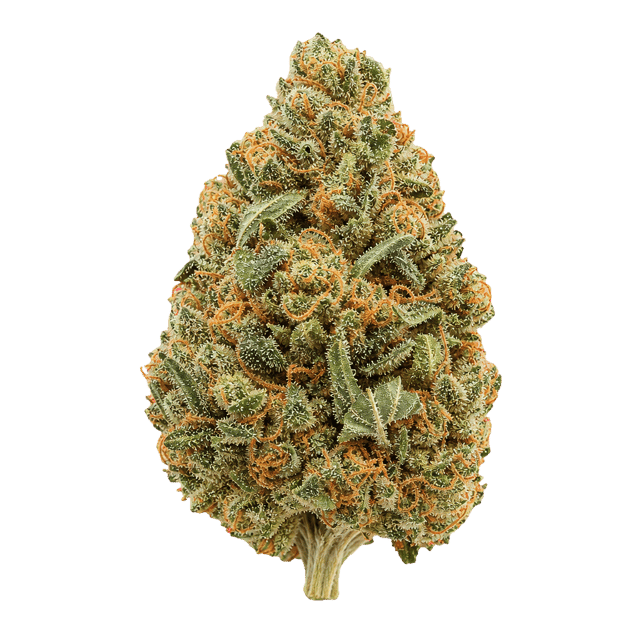 Cannamedical Hybrid Forte KA Citral Pop Online Kaufen