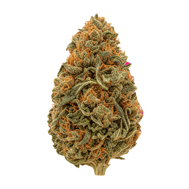 Cannamedical Hybrid Forte KA GL Gelato Lemon Online Kaufen