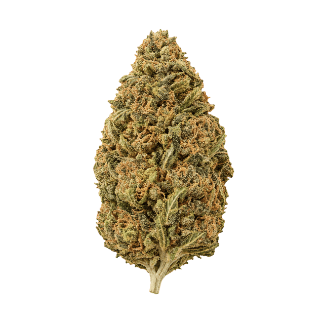 Canopy JHA 21/1 Jack Haze Online Kaufen