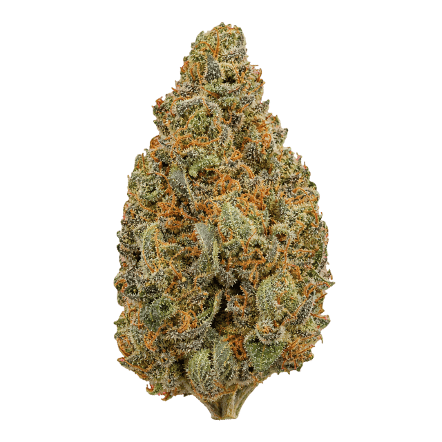 DrWatson 26 AUS Jack Flash5 Online Kaufen
