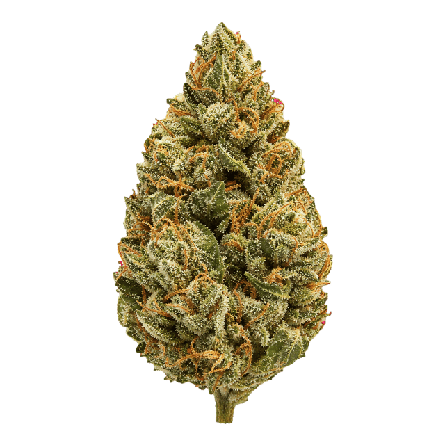 enua 27/1 DGB CA Durban Gorilla Online Kaufen