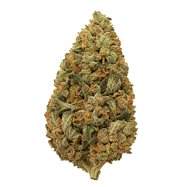 FAAFO Cannabis 27/1 GPO Gastro Pop Online Kaufen