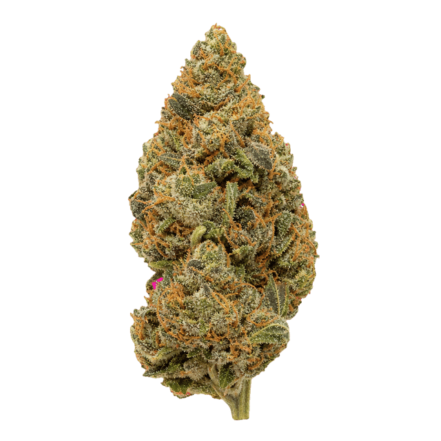 HiDealz 21/1 MS CBG Citrus Bliss Gelato Online Kaufen