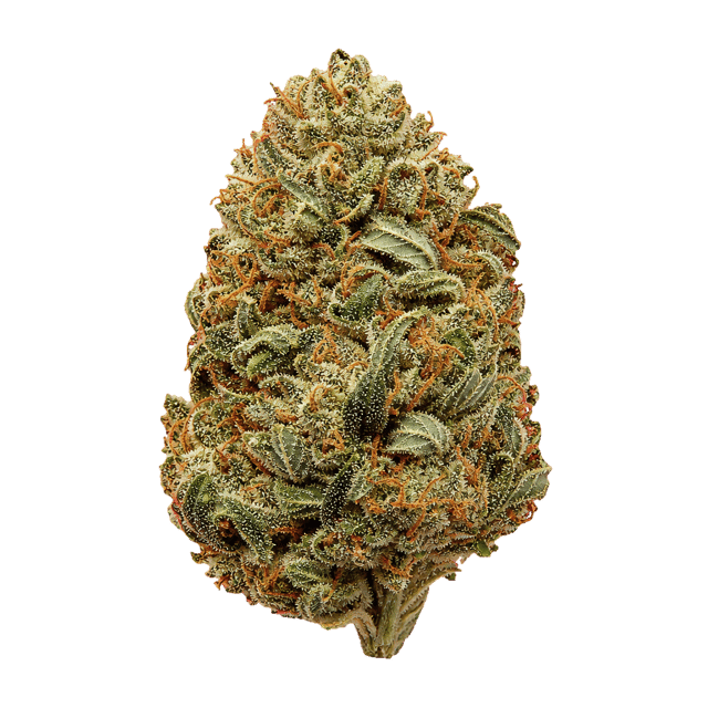 Hi Society WT 27/1 White Truffle Online Kaufen