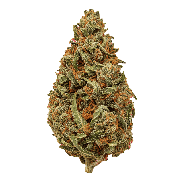 Hollymood 25 G41 Gelato 41 Online Kaufen