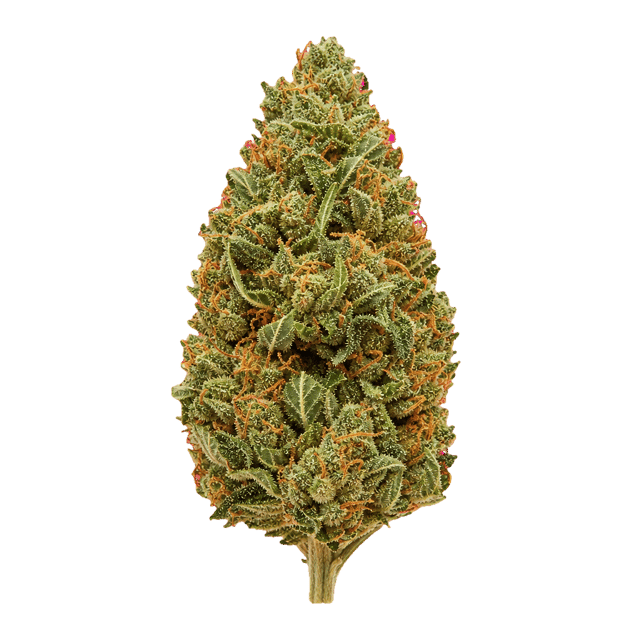 Medical Saints 24/1 HUB Huckleberry Online Kaufen