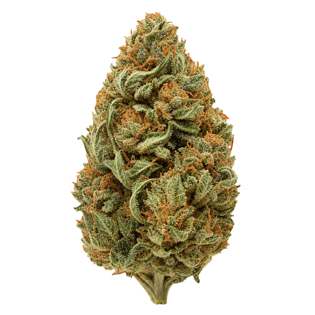 NOC AS 25 ARG Amnesia Kush x Sherbet Sockher Online Kaufen