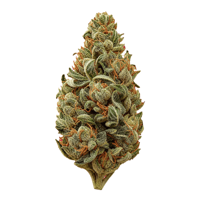 Slouu 27/1 SCH CA Sour Crush Haze Online Kaufen