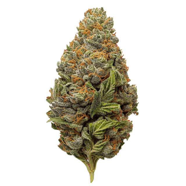 HiDealz 24/1 MS LIB Liberty Haze smalls Online Kaufen
