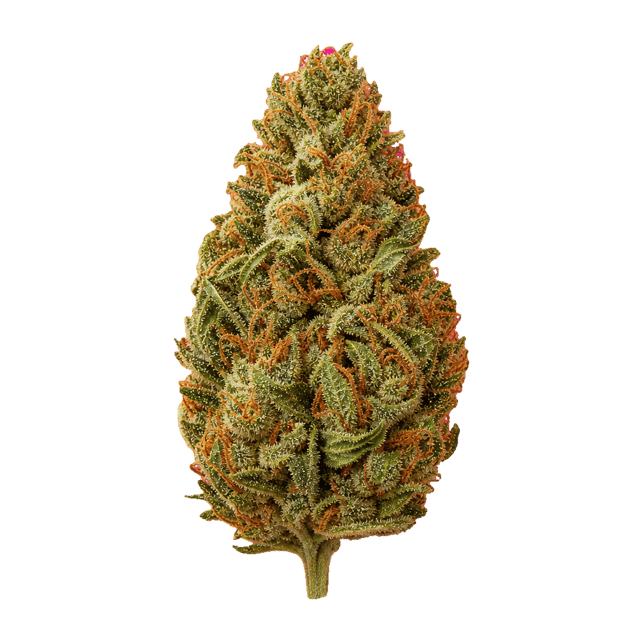 Luana 20/1 Tropic Tropicana Cookies Online Kaufen