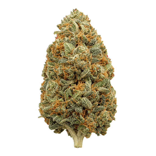 33/1 Amici AC Animal Cookies Online Kaufen
