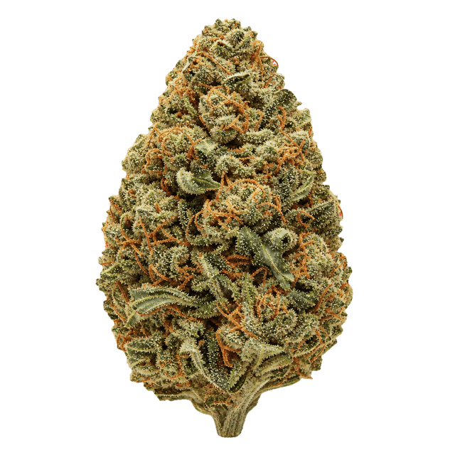 Weeco Duke 27/1 DK Duke Purple Rain Online Kaufen