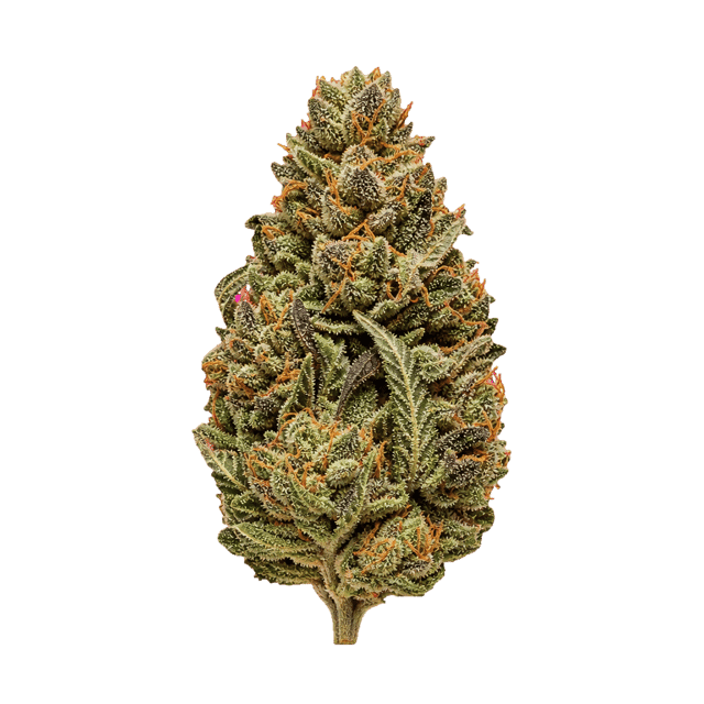 APEX GEP PT 30/1 Gelato Poison Online Kaufen