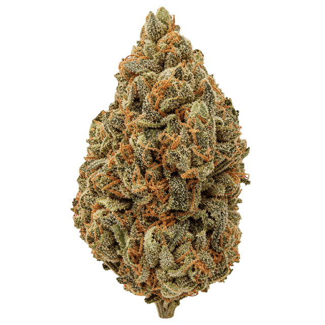 Bud-Jet 18/1 SUS Sunset Sherbet Online Kaufen