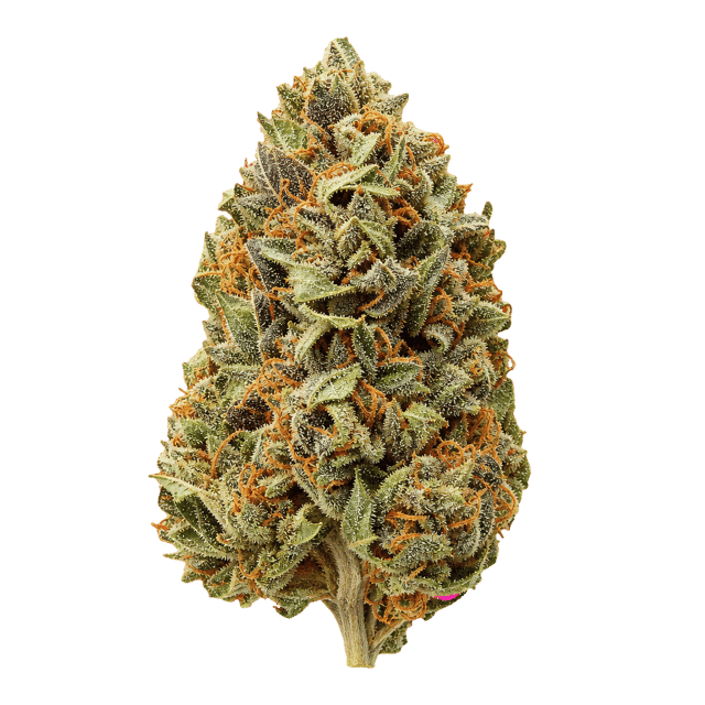 28/1 Amici BH Blueberry Headband Online Kaufen