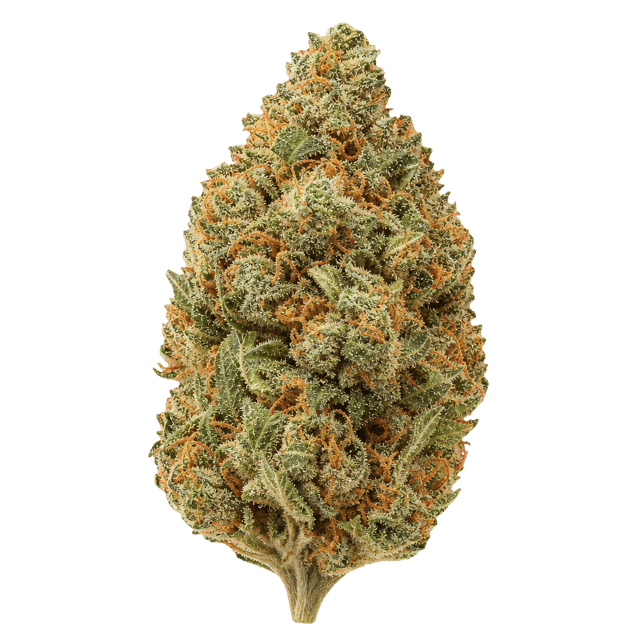 Medical Saints 21/1 MC1 MAC 1 Online Kaufen