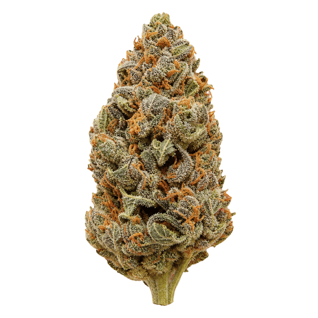 Cannamedical Indica Forte DK Blue Cheese Online Kaufen