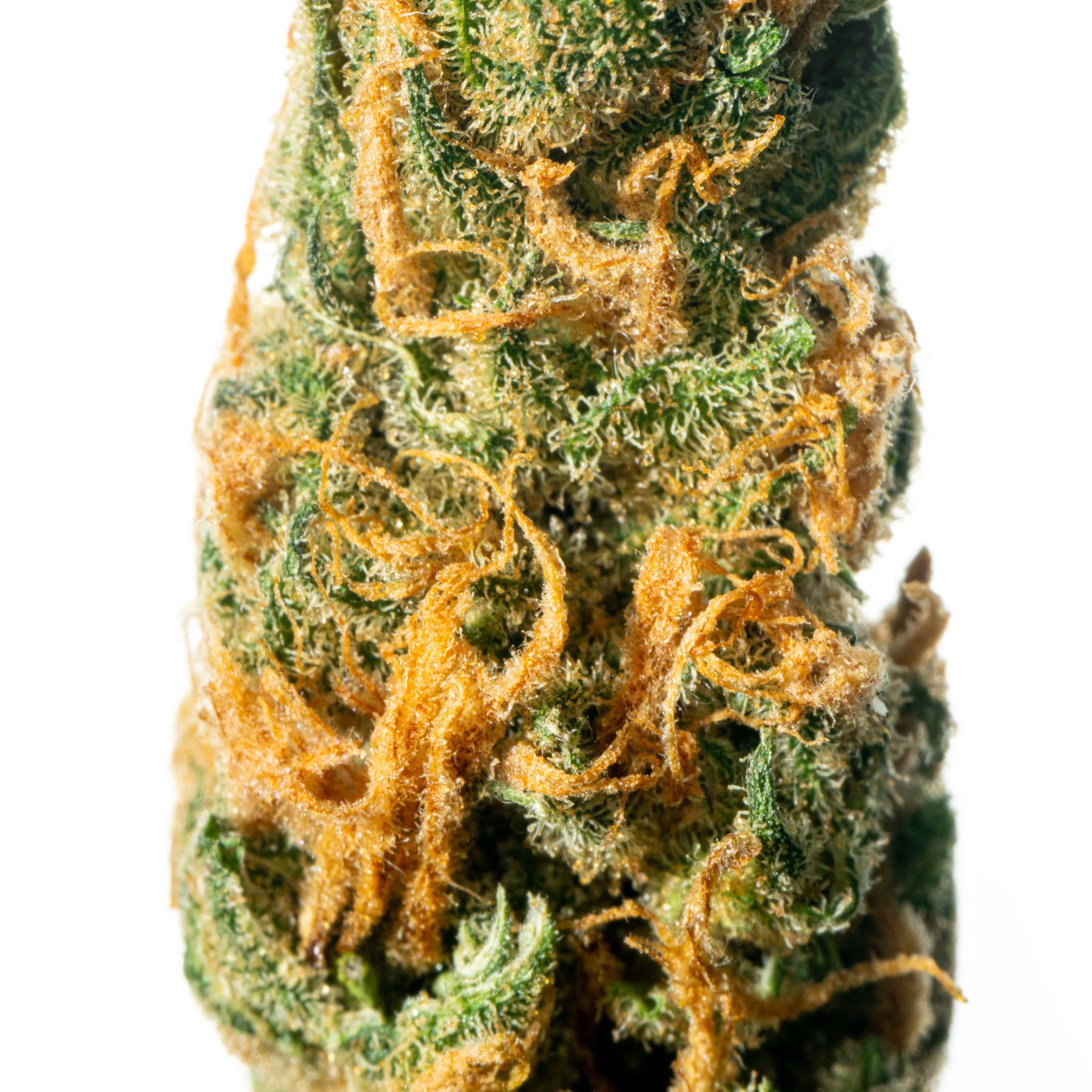 Aurora Typ 1 Island Sweet Skunk Online Kaufen