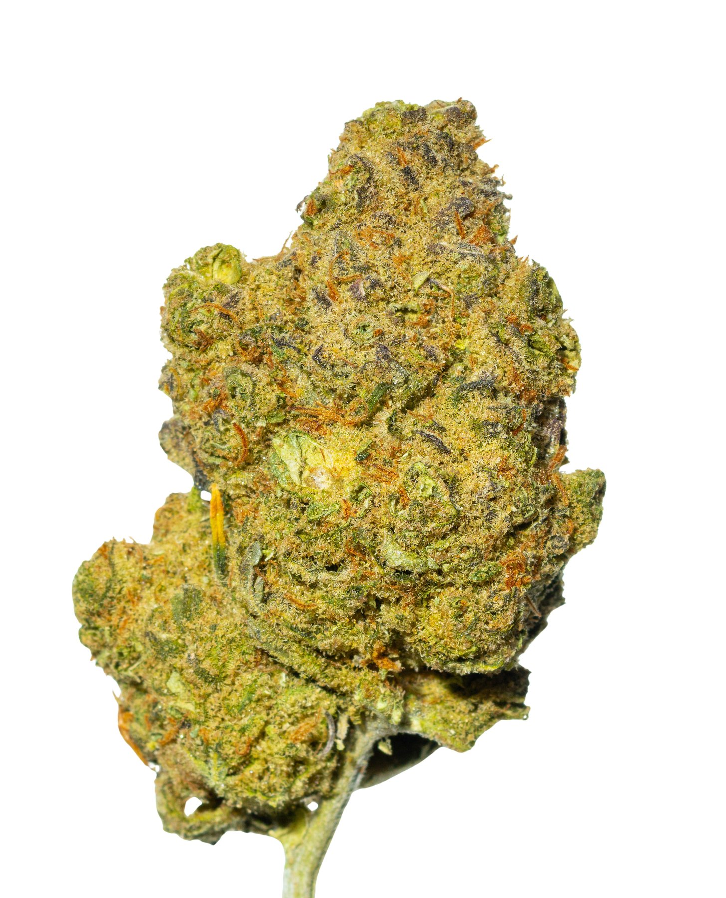 Nedcann JH 21/01 Jack Herer Online Kaufen