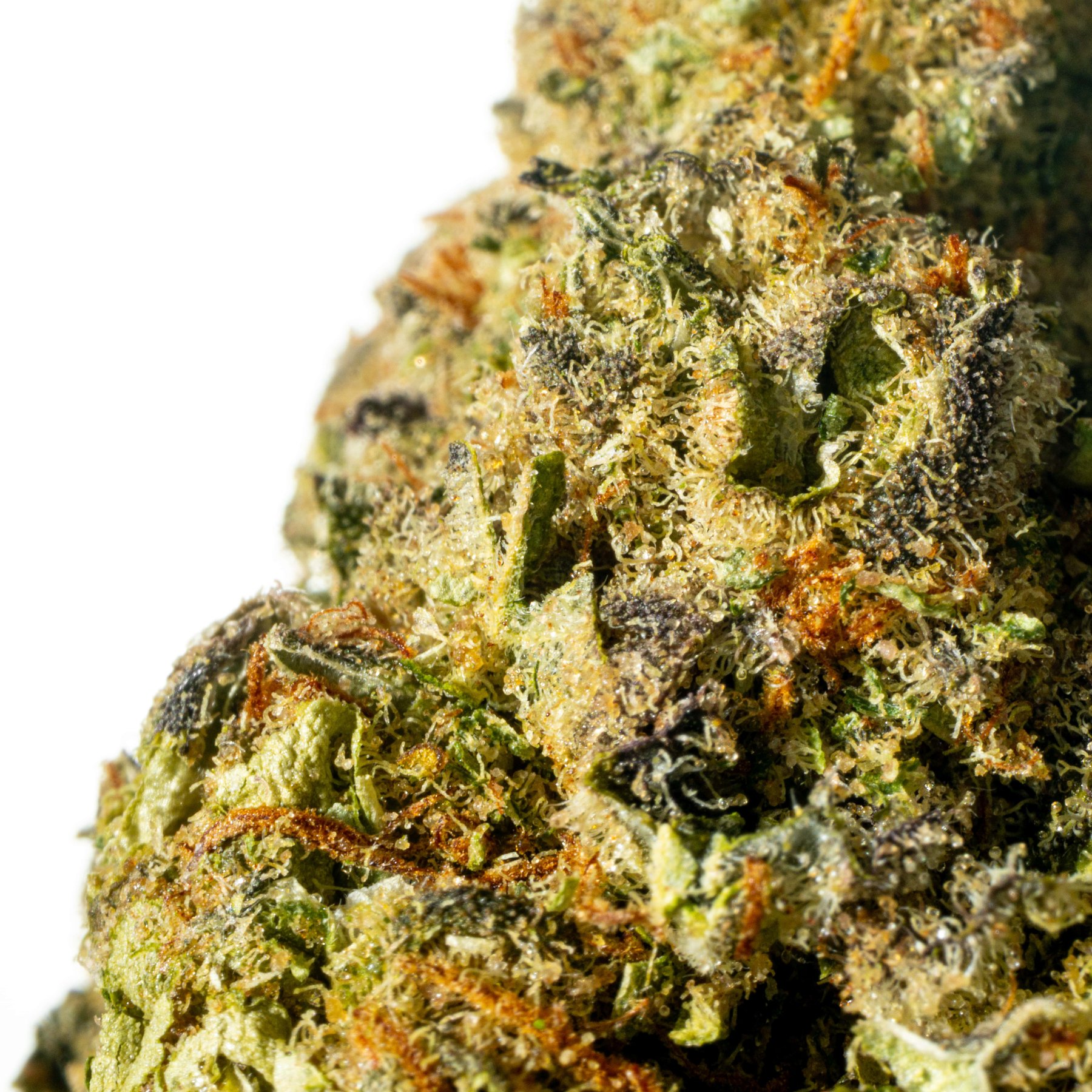 Nedcann JH 21/01 Jack Herer Online Kaufen