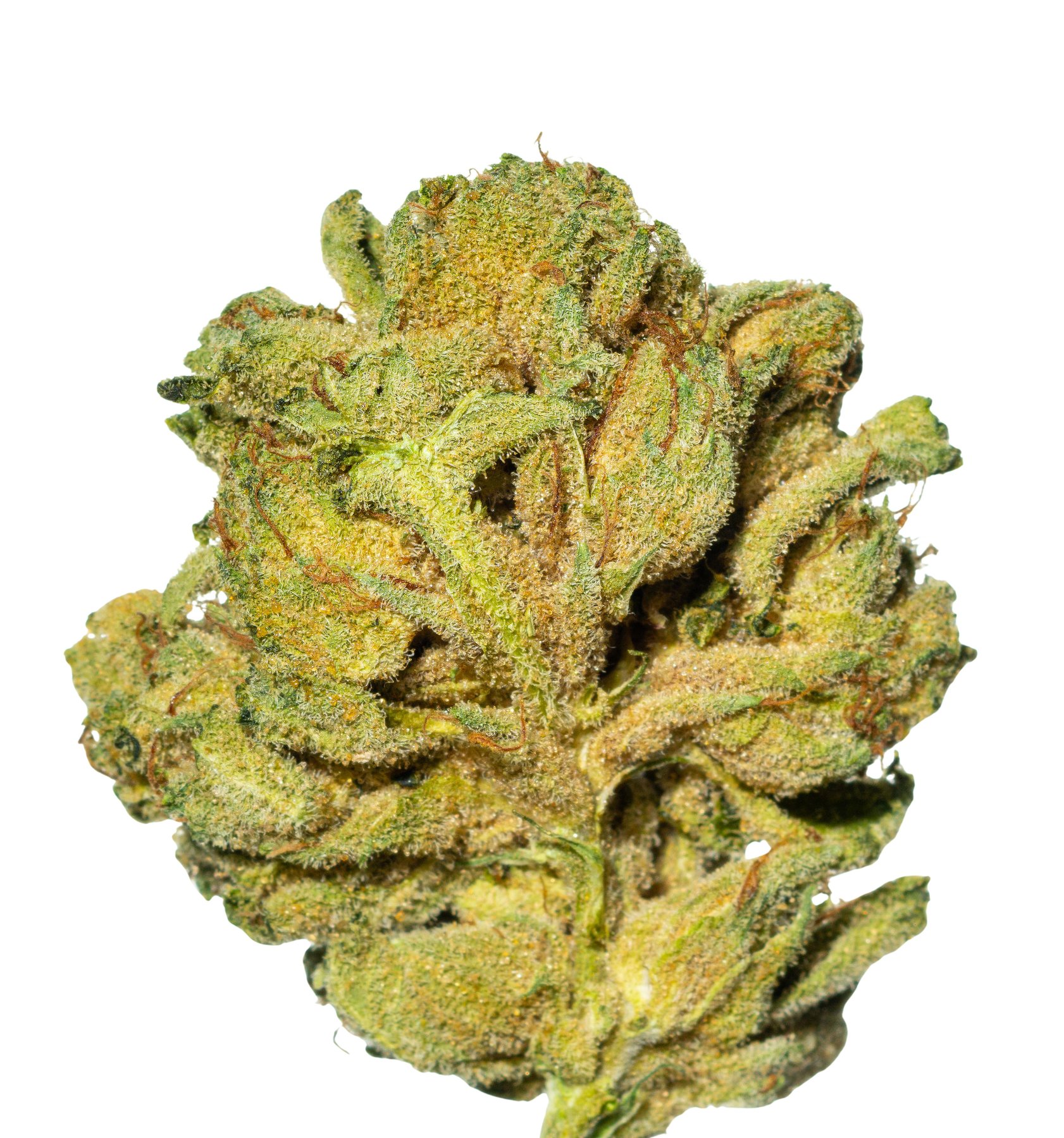 Tilray THC 22 Spotlight Porto Purps Online Kaufen