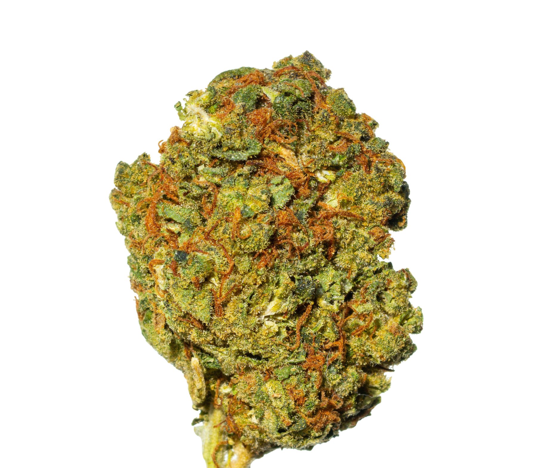 Cannamedical CM 24/1 OG Kush Online Kaufen