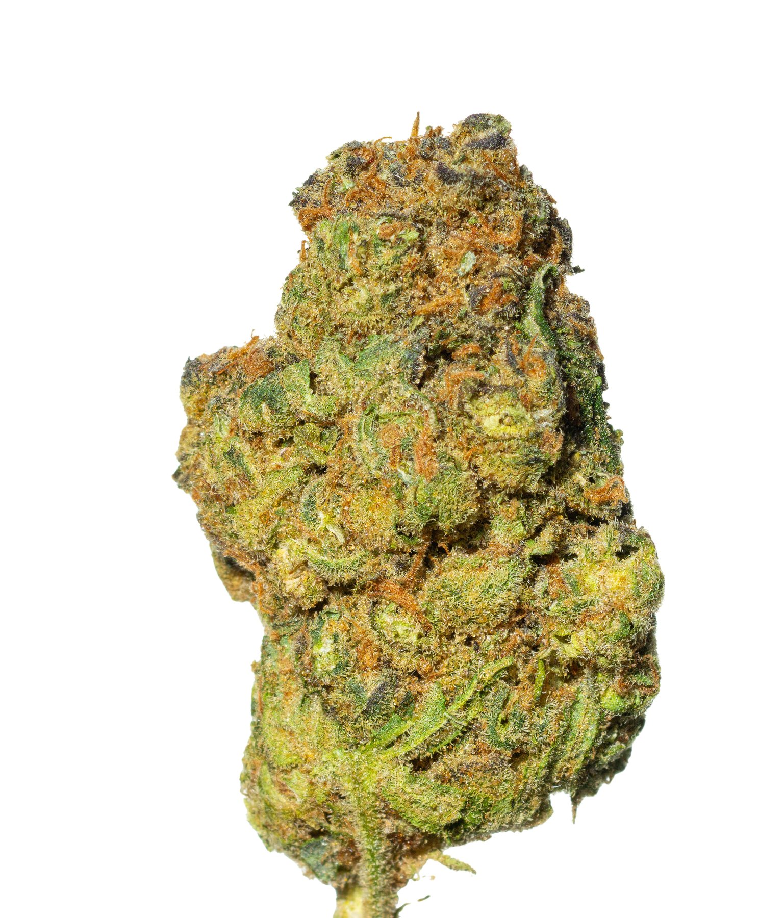Cannamedical Hybrid Forte 24/1 Garlic Truffle Online Kaufen