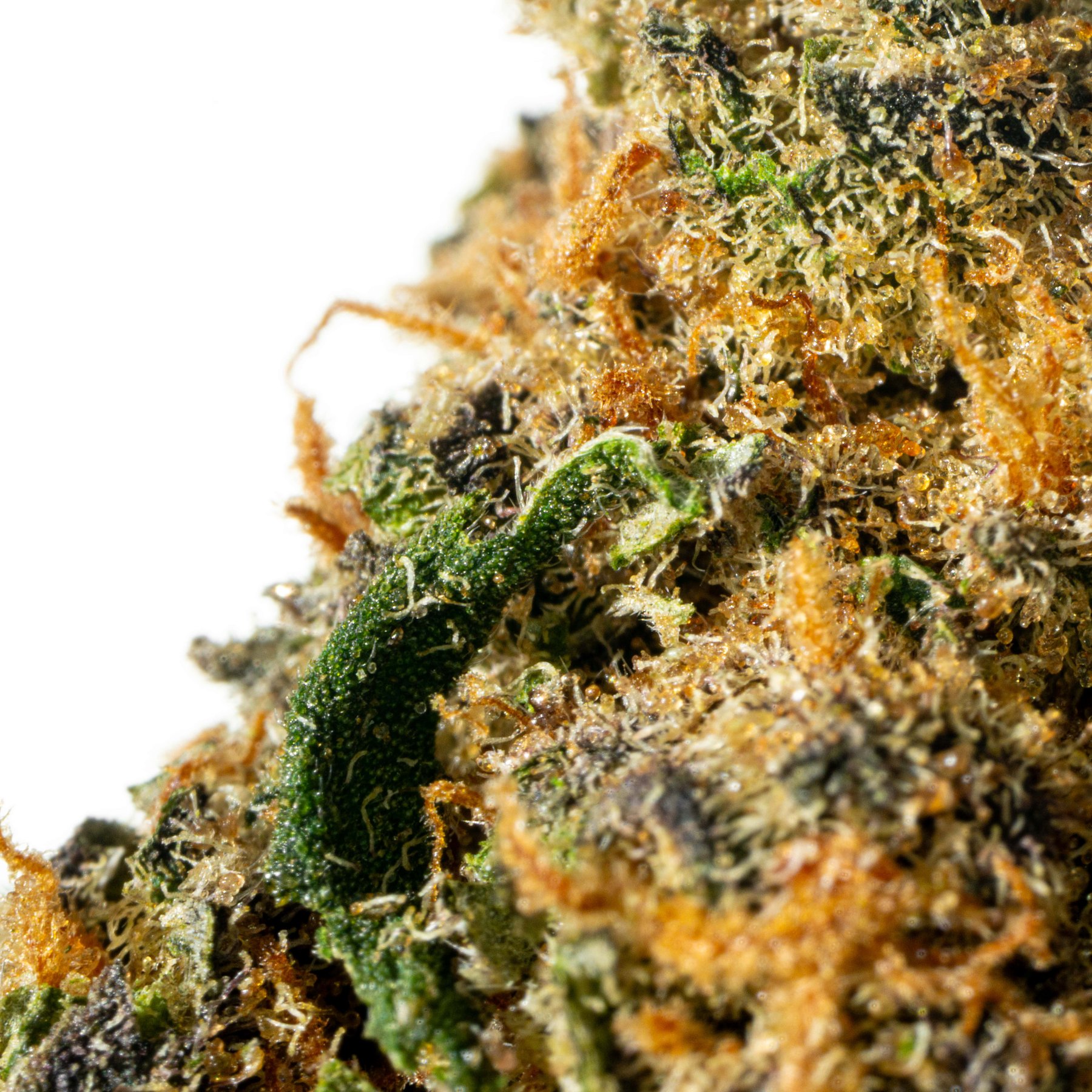 Cannamedical Hybrid Forte 24/1 Garlic Truffle Online Kaufen