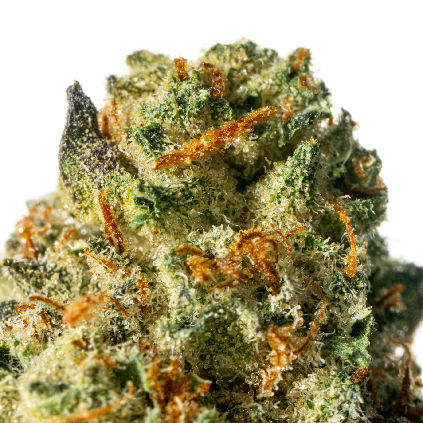 Pedanios 31/1 CMK-CA Chemango Kush Online Kaufen