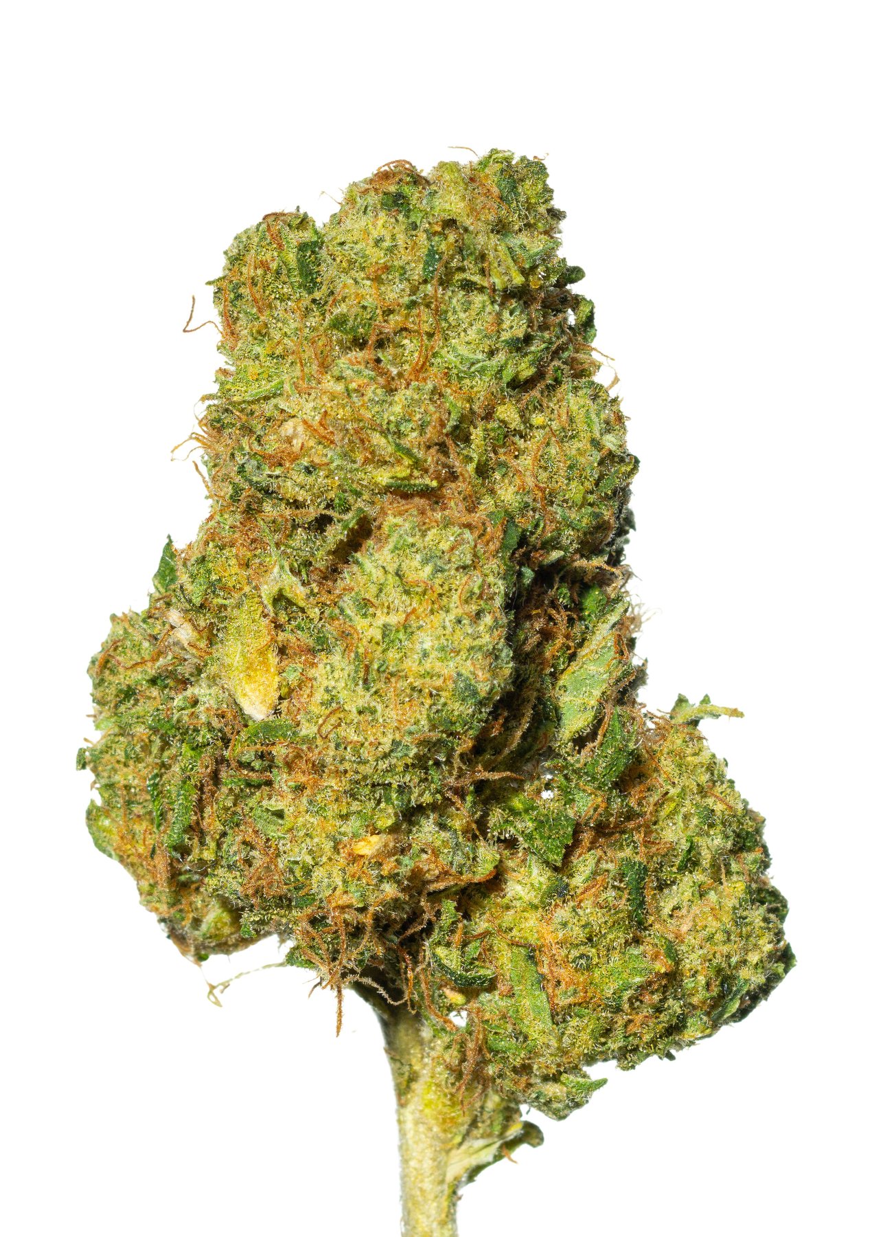 Pedanios 10/13 MBE-CA Moon Berry Online Kaufen