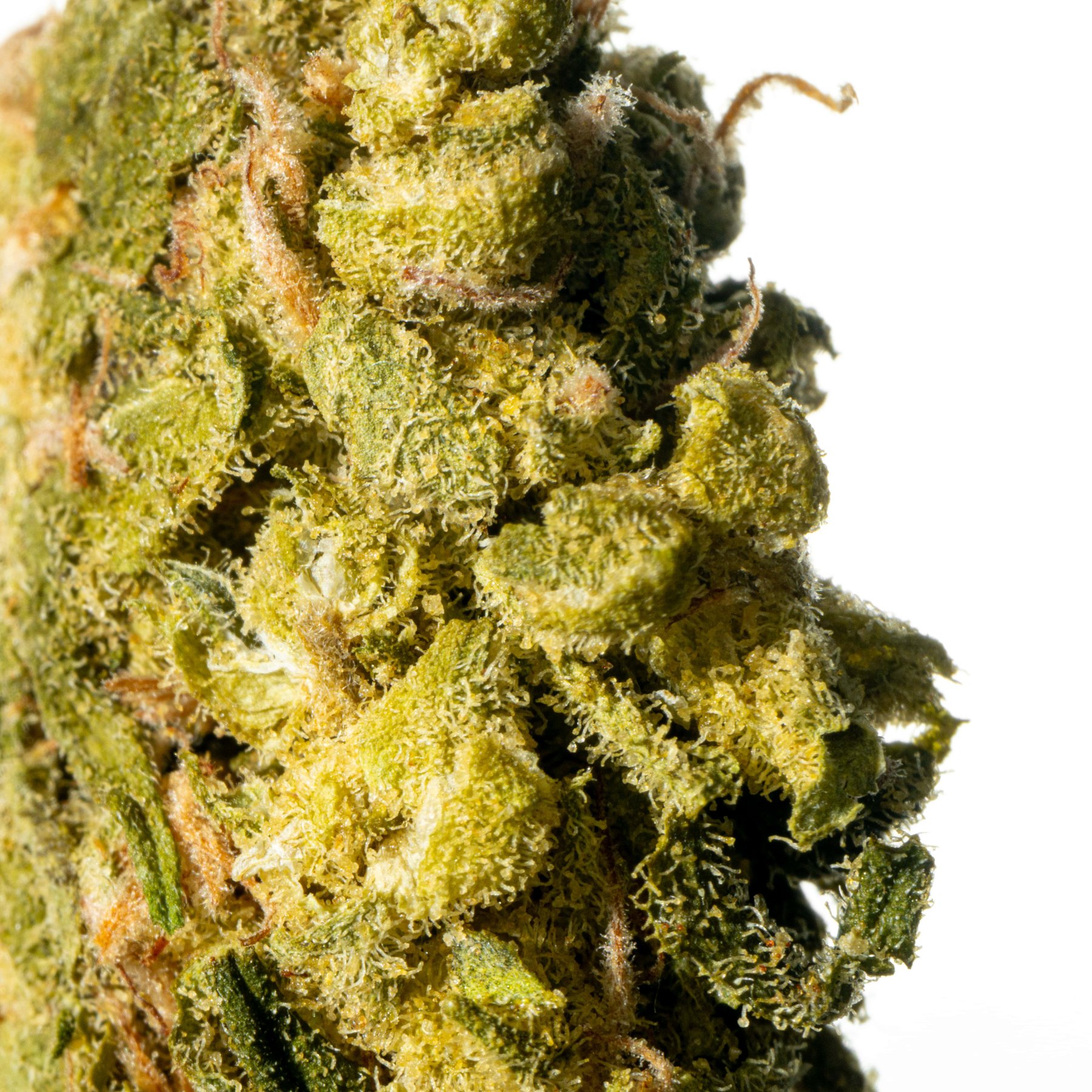 Cannamedical CM 28/1 Sour Pie Online Kaufen