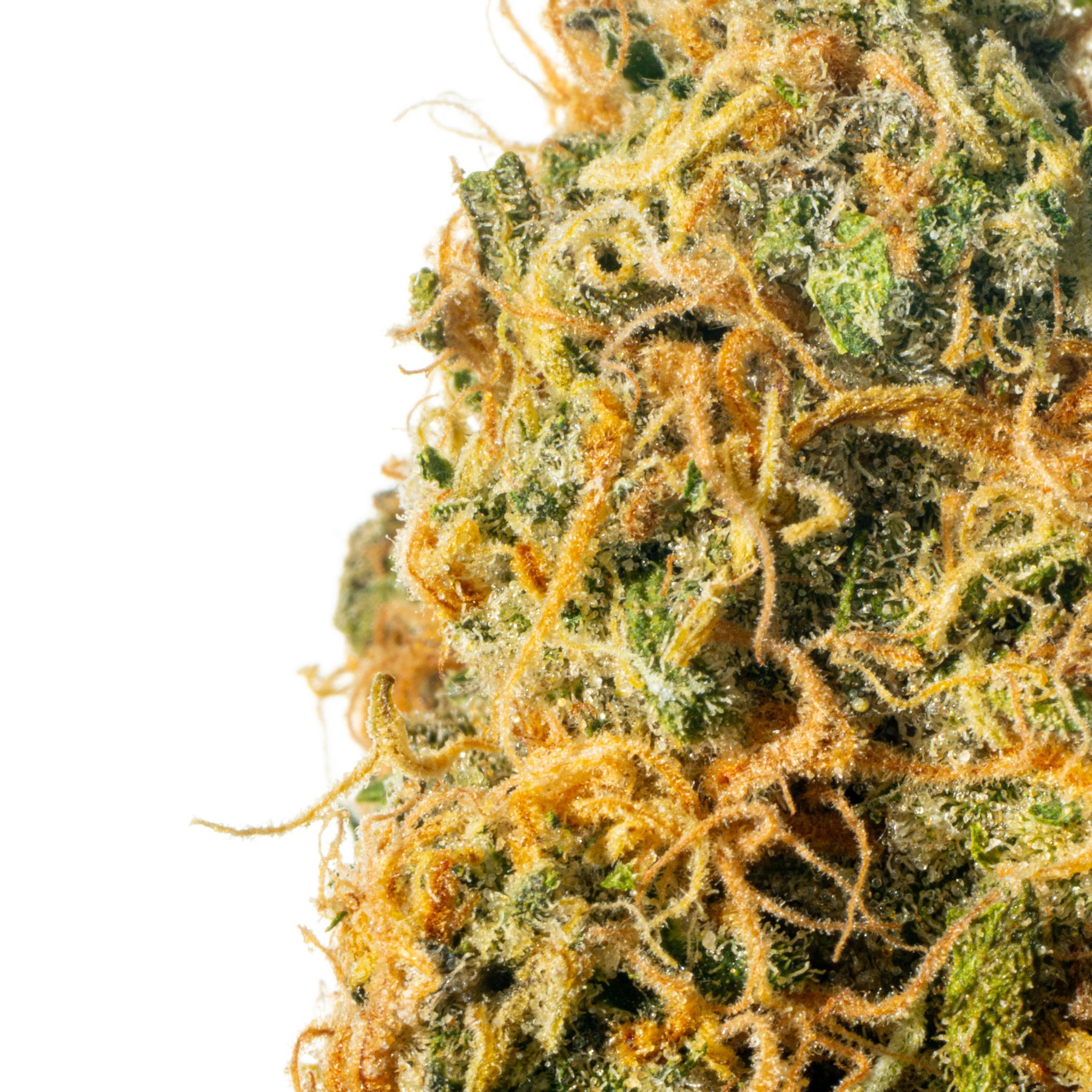 Cannamedical Sativa forte NM Gelato Dream Online Kaufen