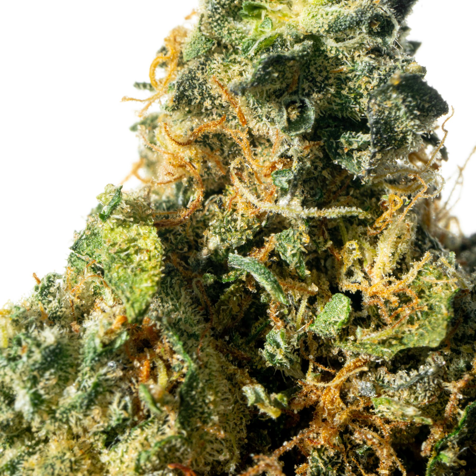 Bathera 23/1 DS Dank Sinatra Online Kaufen