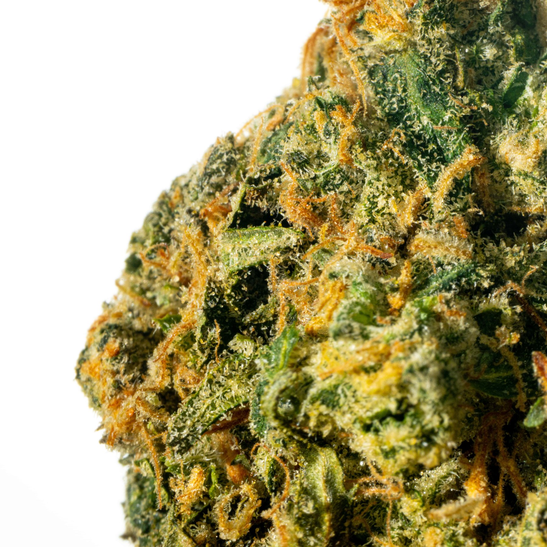 Cannamedical Hybrid Forte NM Gorilla Zkittlez Online Kaufen